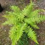 mature plant bundle Image 6
