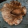 Cast Iron Swan Image 3