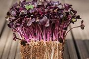 (M) Radish SANGO seeds 10g Sprouts and Microgreens (125869)