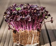 (M) Radish SANGO seeds 10g Sprouts and Microgreens (125869)