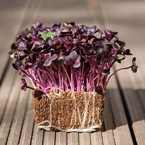 (M) Radish SANGO seeds 10g Sprouts and Microgreens (125869)