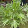 Japonica Fatsia Variegated Image 2