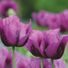 purplepoppy1972