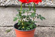Rosa Drift Red Rose Plant