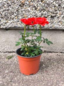 Rosa Drift Red Rose Plant