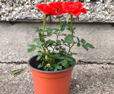 Rosa Drift Red Rose Plant