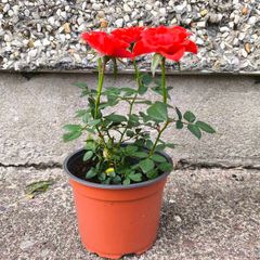Rosa Drift Red Rose Plant