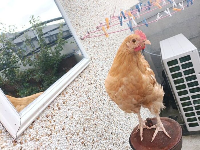 Cockerel Buff Orpington hybrid