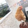 Cockerel Buff Orpington hybrid Image 2