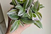 Medium Tradescantia Sweetness Plant