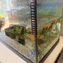 fish tank only Image 4