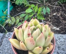 plant