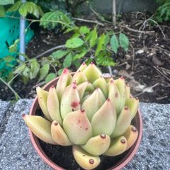 plant