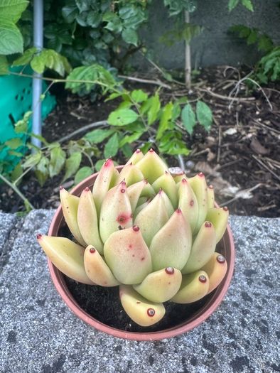 plant