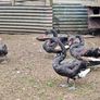 Black swans Image 2