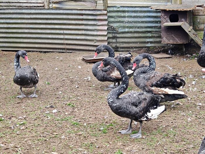 Black swans