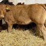 Top End Limousin Calves Image 7