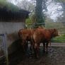 Breeding heifers Image 5