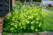 (N) Nicotina Lime Green seeds 0.1g (415724)