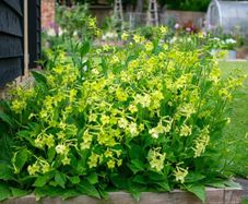 (N) Nicotina Lime Green seeds 0.1g (415724)