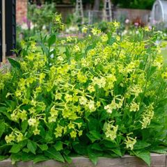 (N) Nicotina Lime Green seeds 0.1g (415724)