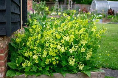 (N) Nicotina Lime Green seeds 0.1g (415724)