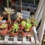 plant succulent Image 2