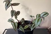 Tradescantia Plant
