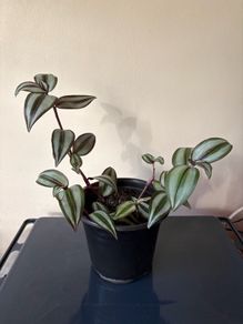 Tradescantia Plant