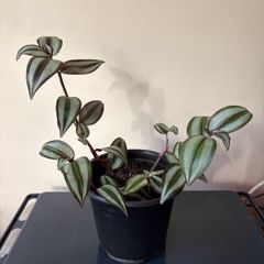 Tradescantia Plant