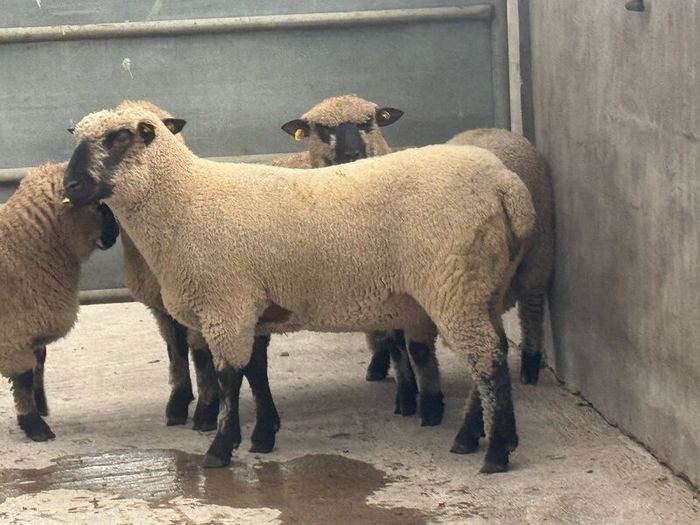 Shrophshire Rams