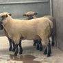 Shrophshire Rams Image 8