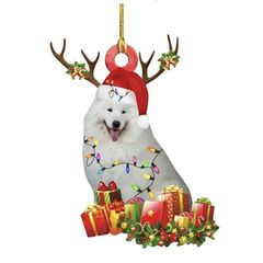 Samoyed Dog