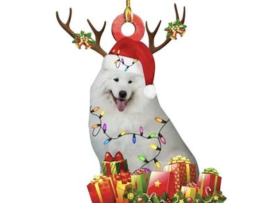 Samoyed Dog