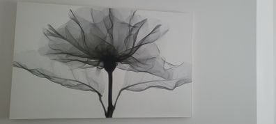 Canvas Picture