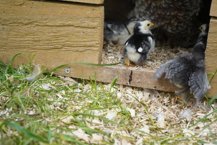 Chicks