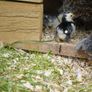 Chicks Image 6