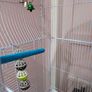 Bird Cage Image 9