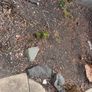 Free To Take Garden Rocks Image 4