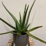 home plants Image 4
