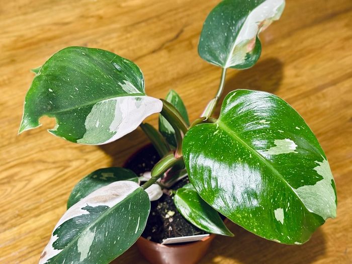 Philodendron White Princess in 12cm pot and 25cm in height