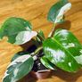 Philodendron White Princess in 12cm pot and 25cm in height Image 6