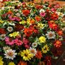 (Z) Zinnia Zahara Single Mix seeds 0.03g (416035) Image 3