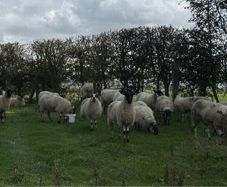 22 Mule Hoggets