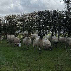 22 Mule Hoggets