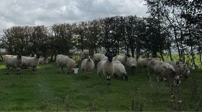 22 Mule Hoggets