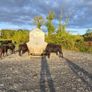 Weanling Image 3
