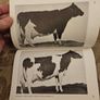 The International Friesian Strain Comparison Trial. A World Perspective.  By H.a. Jasiorowski. M. Stolzman. Z. Reklewski. First Edition Paperback In Good Condition. Image 9
