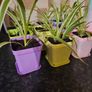 house plant Image 2