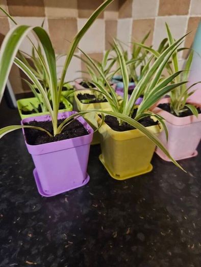 house plant